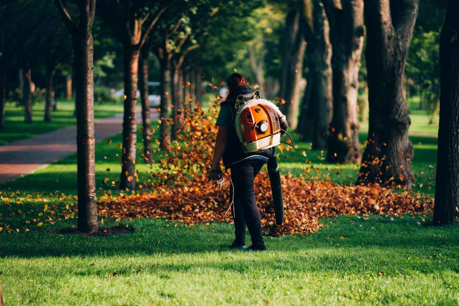 The Steps Involved in Our Tree Care Process in Quail Ridge, FL